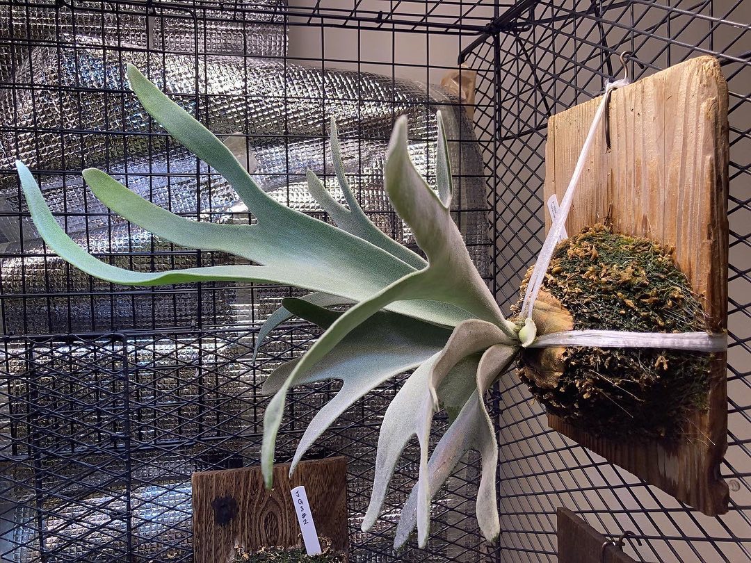 エルサです。 お迎えして約7ヶ月、結構大きくなり、小株も出てきました。 これからは胞子葉がカッコ良く