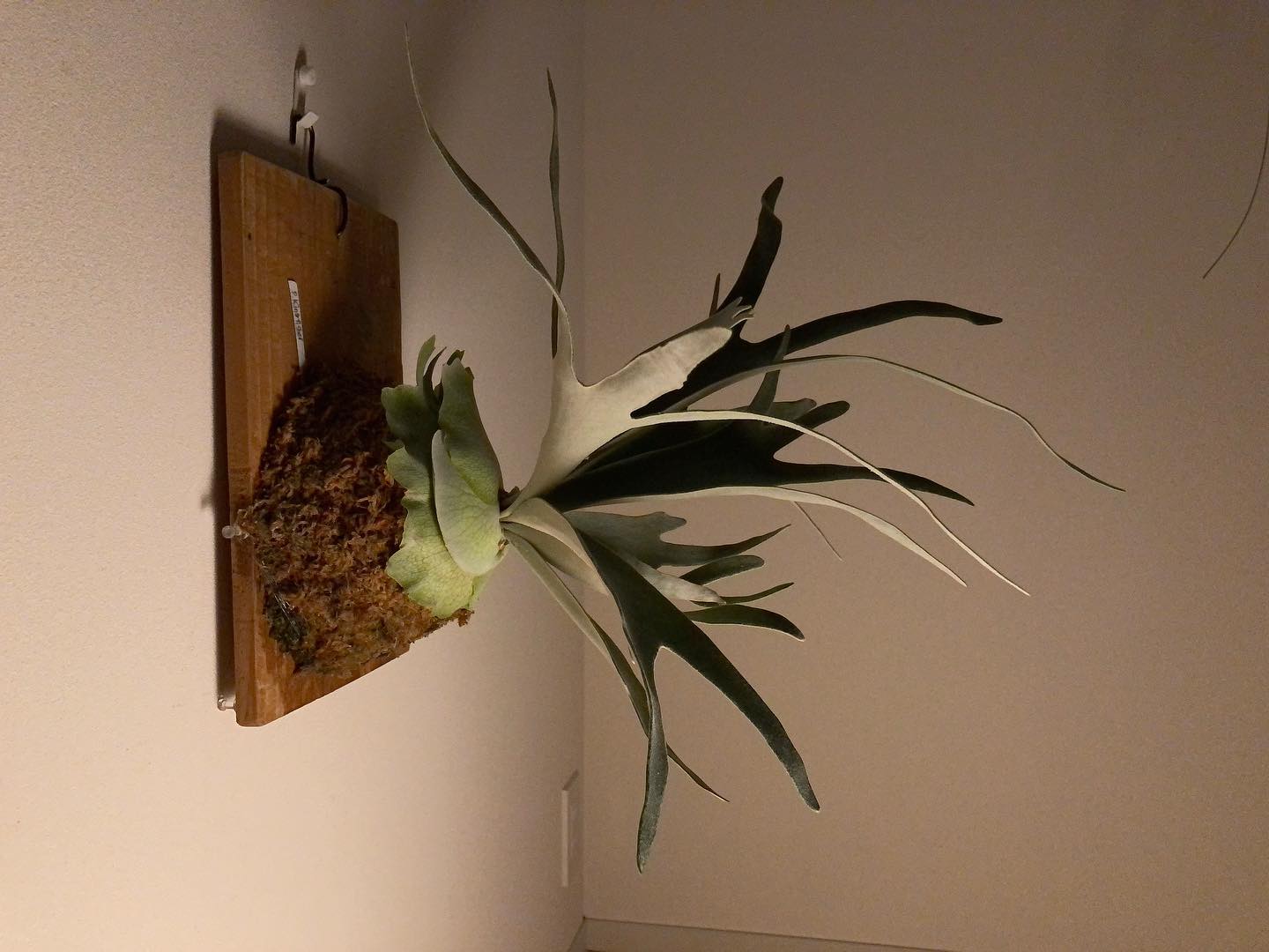 うちのキングフィッシャーに新しい胞子葉が三枚も！ これからが楽しみだ！