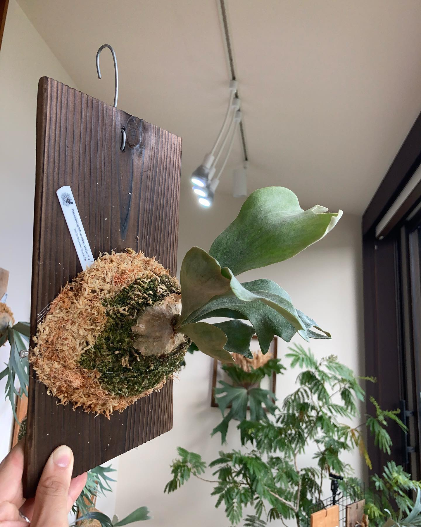 根が張っていたので、苔増し記念。 板は先日寄らせていただいたエアロファイトさんの物です