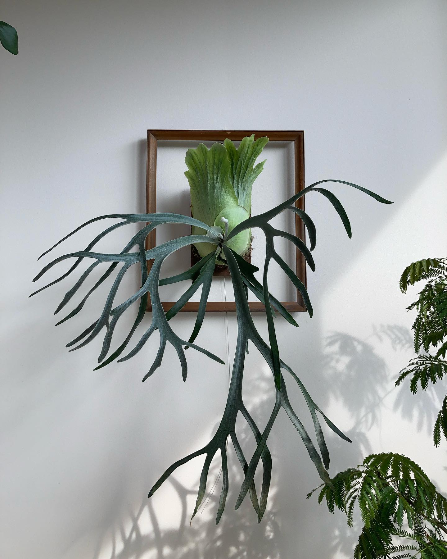 さらなる進化が予想されます。 This is moonlight-chan. from @katsu