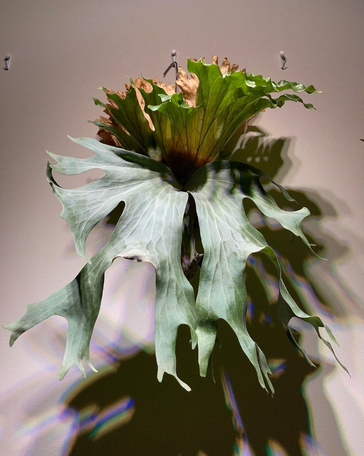 ワリチーと和解せよ