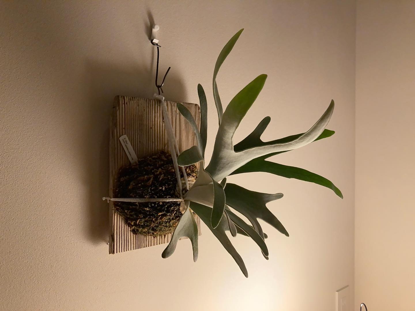 エルサです。 LED環境にした途端、張り切ってしまったのか胞子葉のバランスが悪い。。 個人的にエルサ