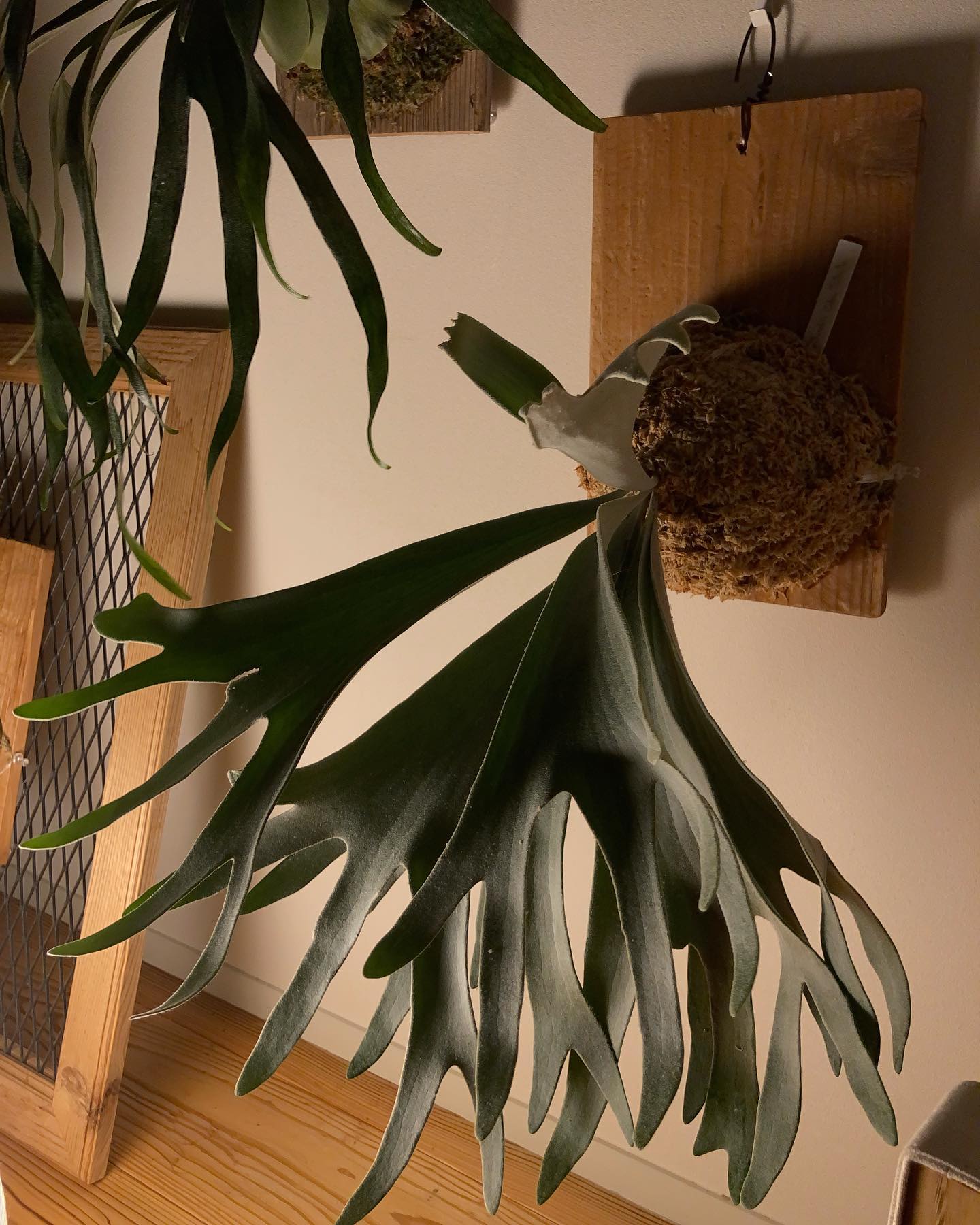 一年以上待たされましたが、セルソにやっと貯水葉が！ 電球色の下で撮ると、なんだかイミテーションのビカ