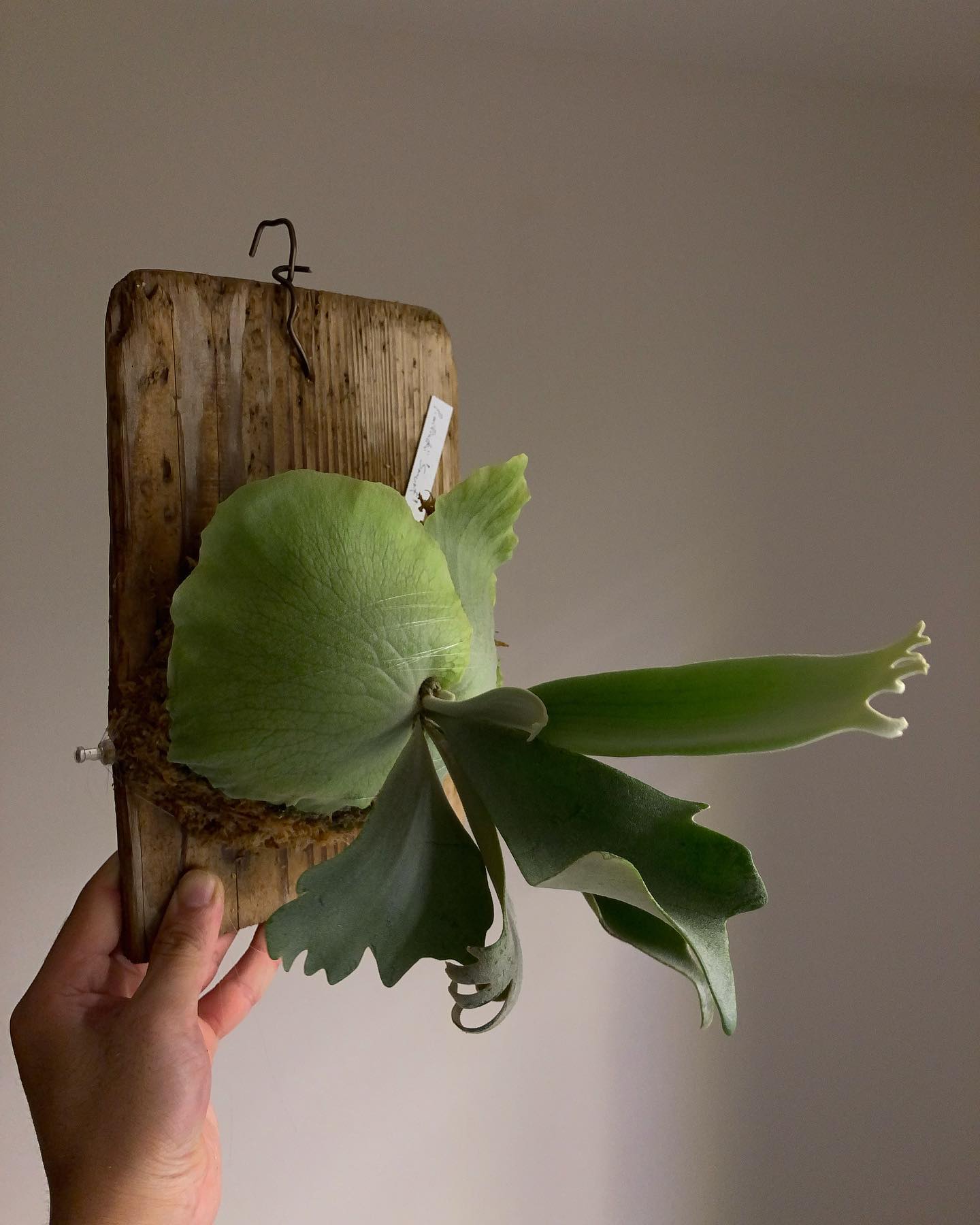 樹祭で日比野さんブースの片隅にあったウィリンキーのスマーフもだんだん大きくなってきました。 日本では