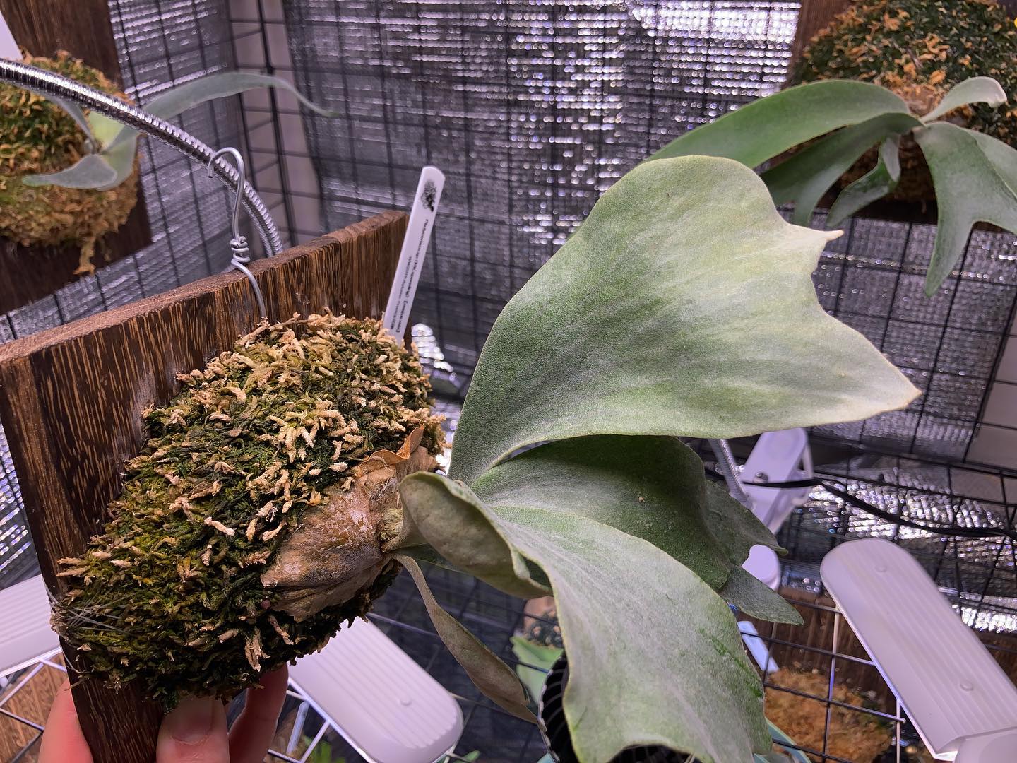 ほんとにマジュスが入っているのか？！笑 独特でめっちゃ好きなビカクシダです