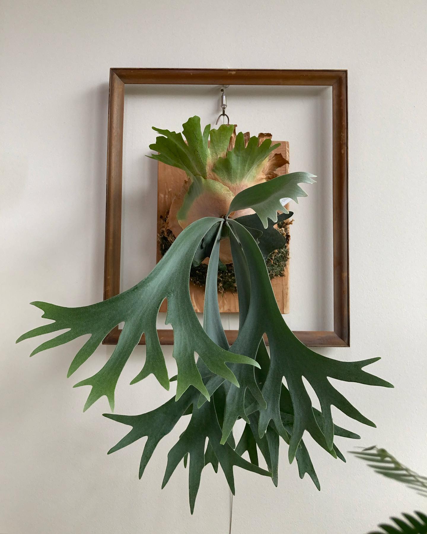 なんか好きなんですよね〜 from @botaniquelife