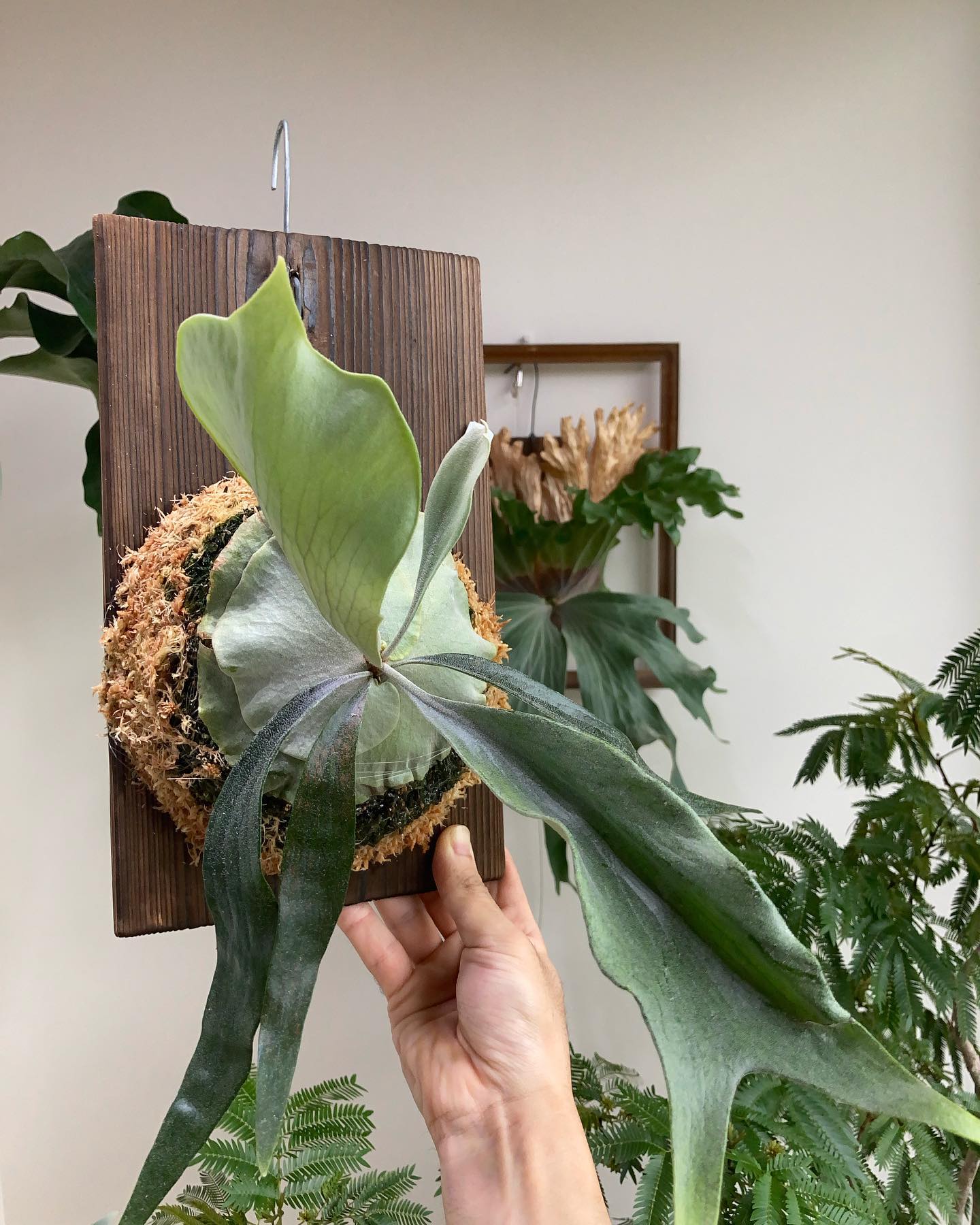 白ルイスも根が張っていたので、苔増し記念。 写真じゃ分かりにくいですが、なかなか独特な質感で面白い株