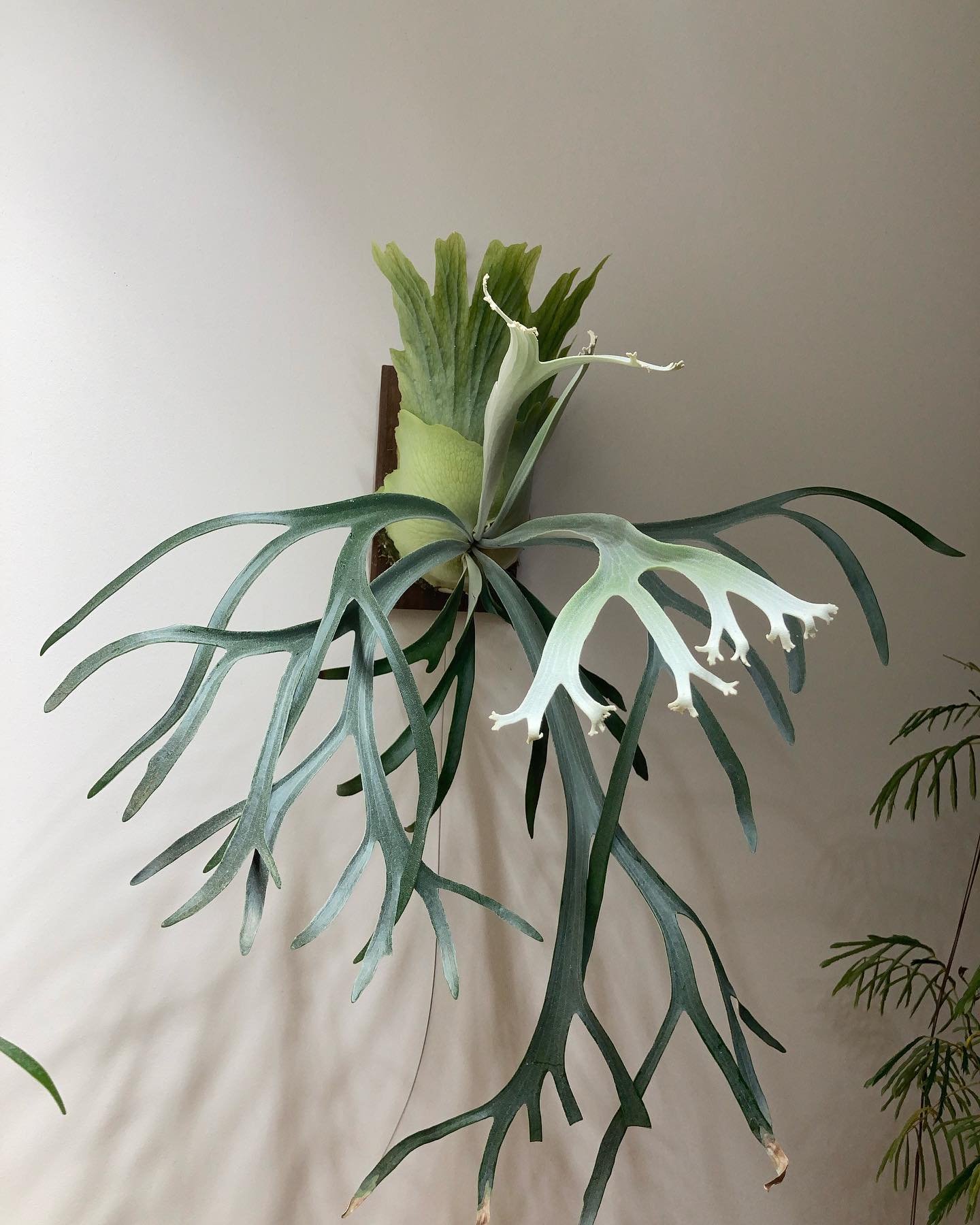 Moonlight タイ産の方ですが50分岐以上しそう。 名前が素敵。moonlight from 