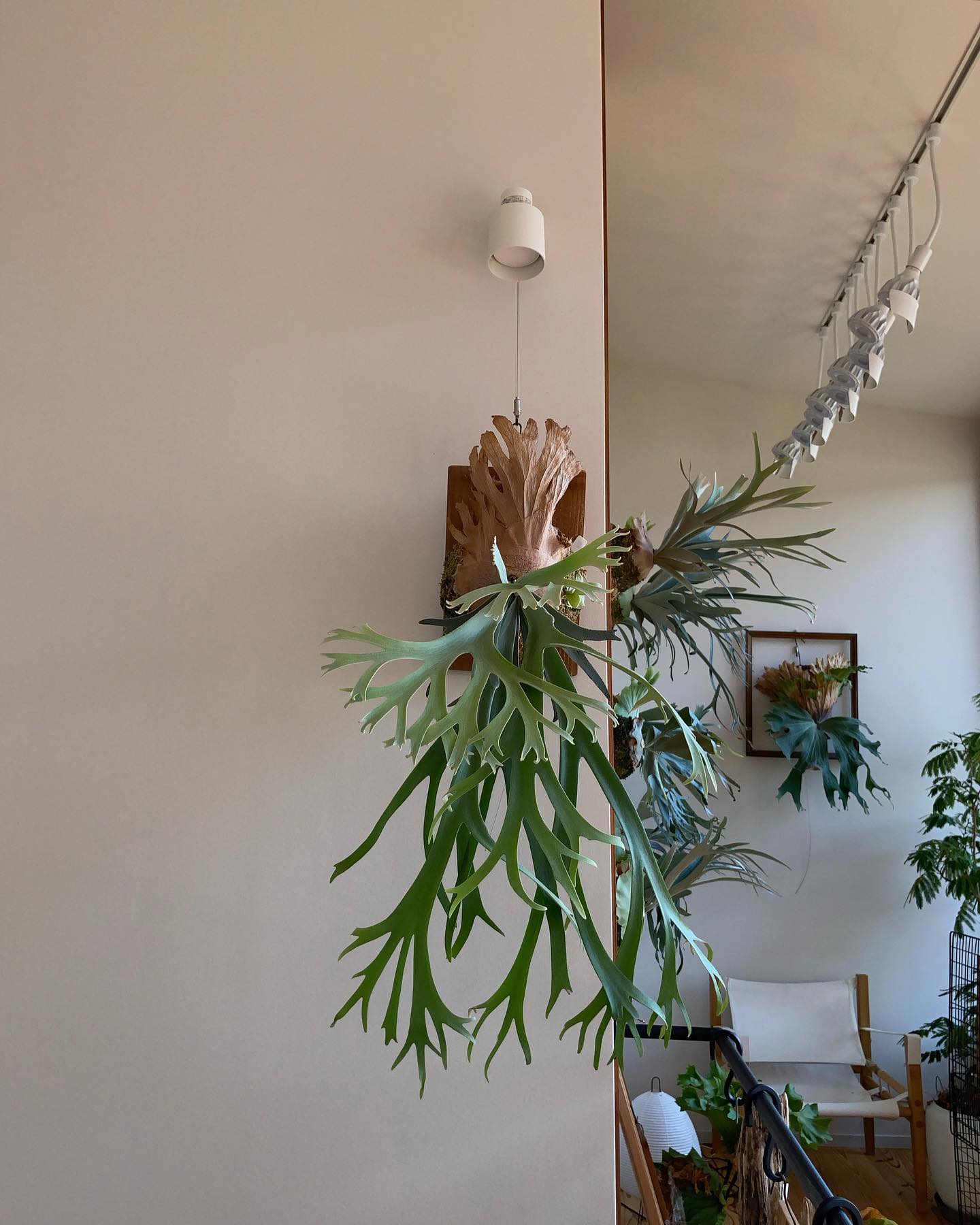 これ好き。 昼から樹祭。