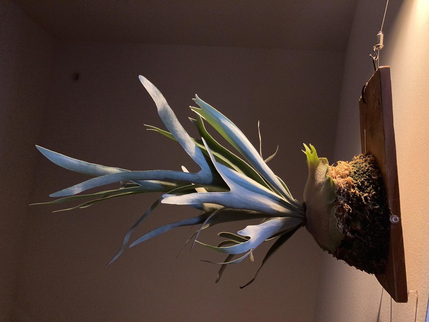 キングフィッシャー なんかごちゃついてます。 一昔前のガンダムみたい。