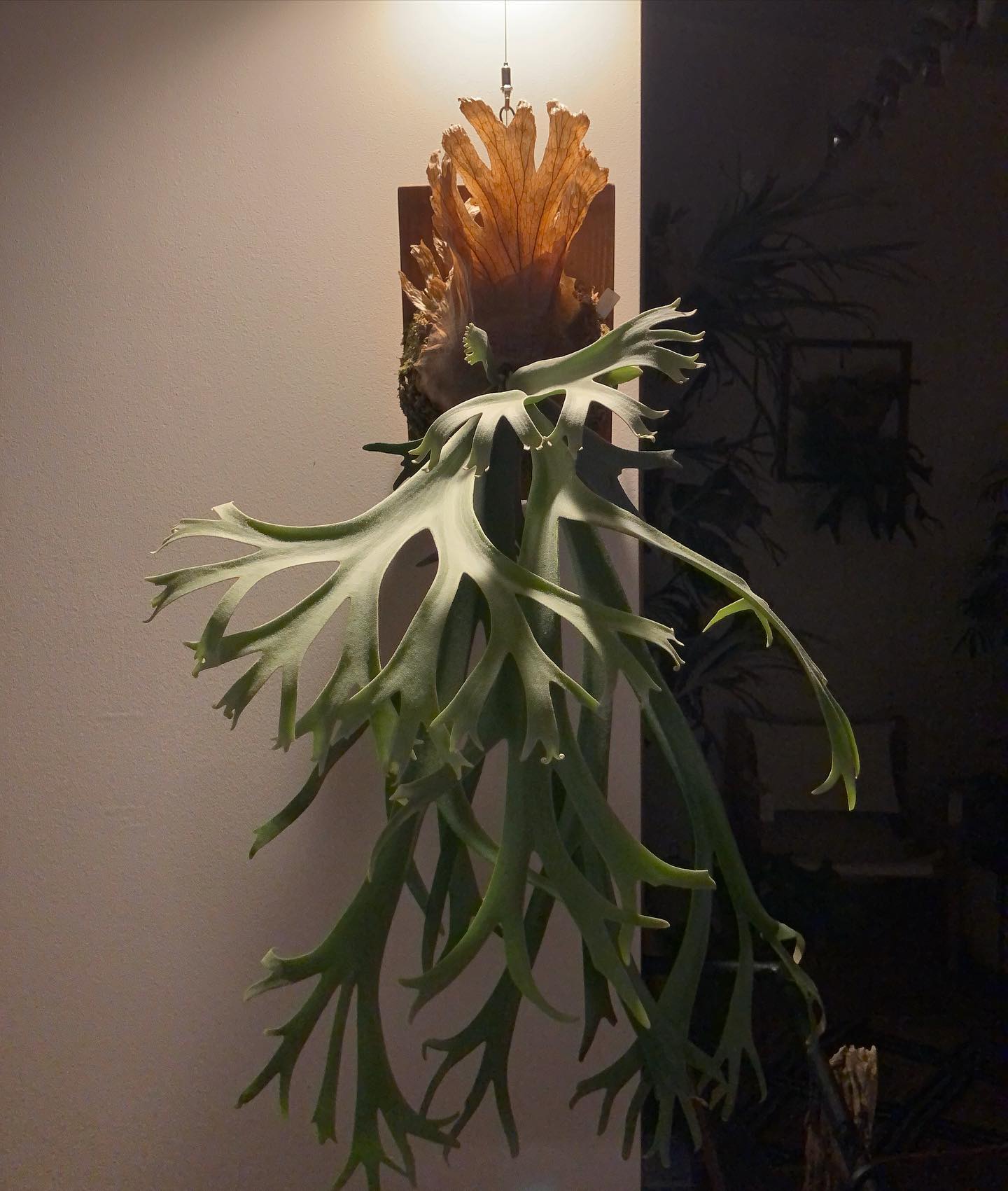 月光爪蛙です。 こちらは台湾産。 タイ産と台湾産どちらも甲乙つけ難い魅力があります 去年12月にうち