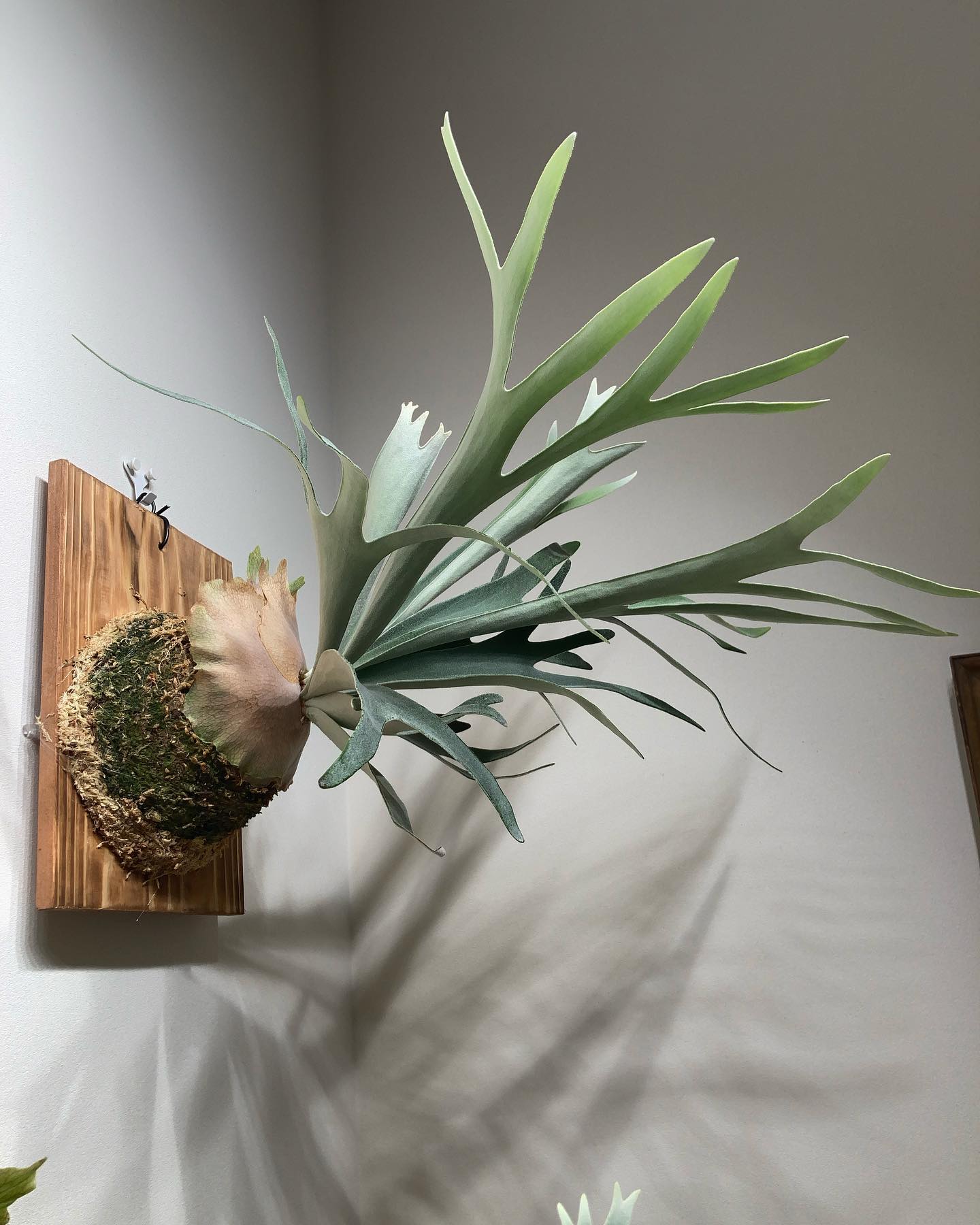 あまりきんふぃっぽくない？