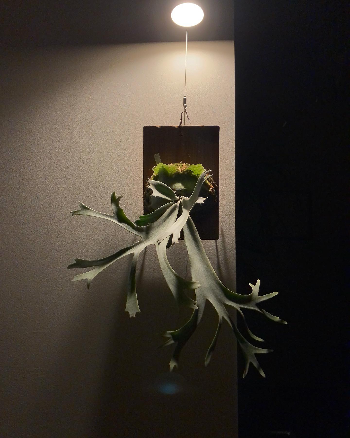 P.willinckii “smurf” この立体感が堪りません。