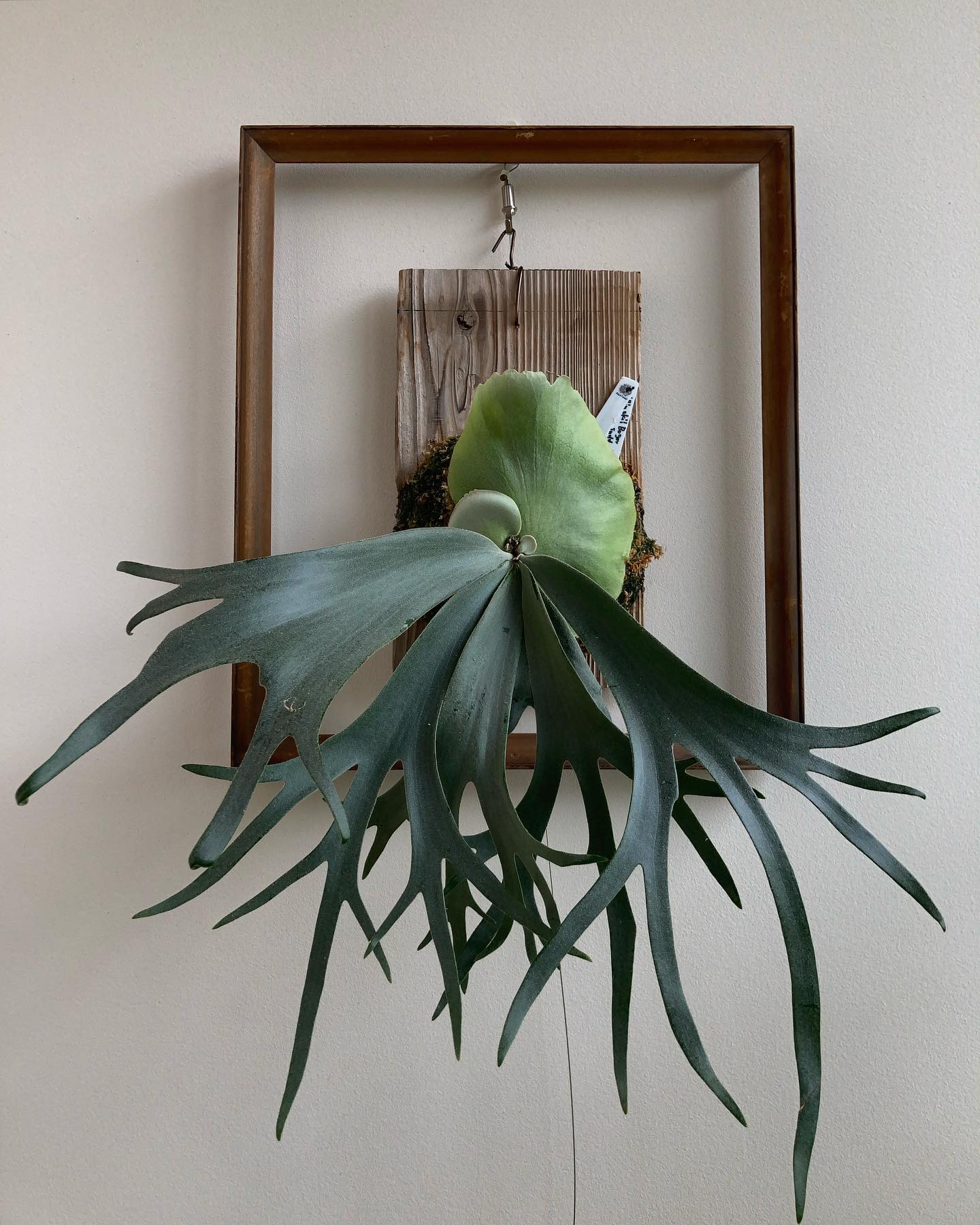 スーダンです。貯水葉が展開中。 育てる人によってかなり草姿が異なる印象。