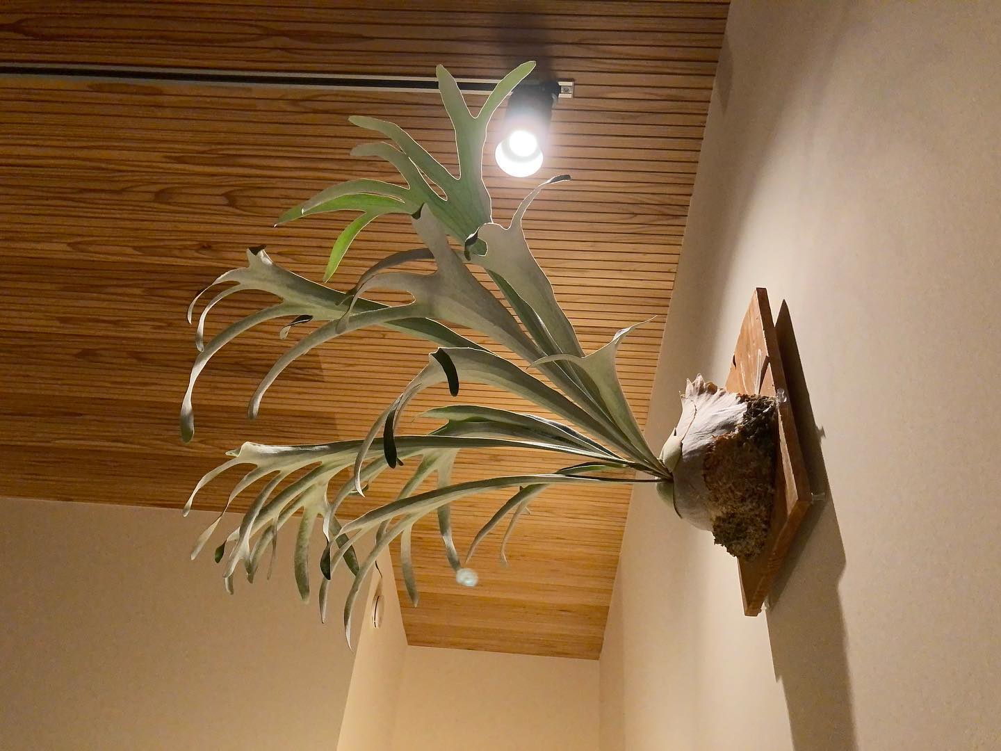 どなたか尖らせるコツを教えて下さい。。 この写真を見てまさかこれがvp