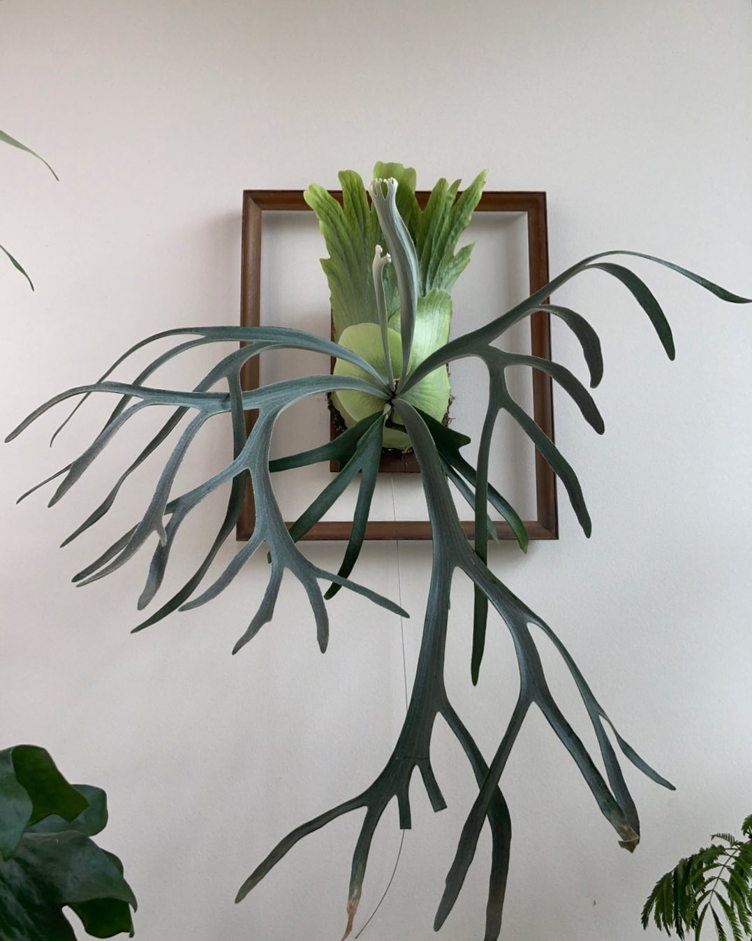 貯水葉が雄々しくなってまいりました。 This is moonlight-chan. from @k