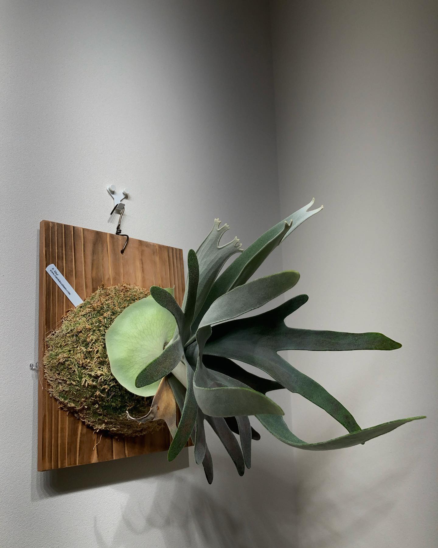 めちゃんこ成長が速いムチムチ植物、エルサです。 貯水葉ターン後の胞子葉は結構分岐しそう 3枚目が今年