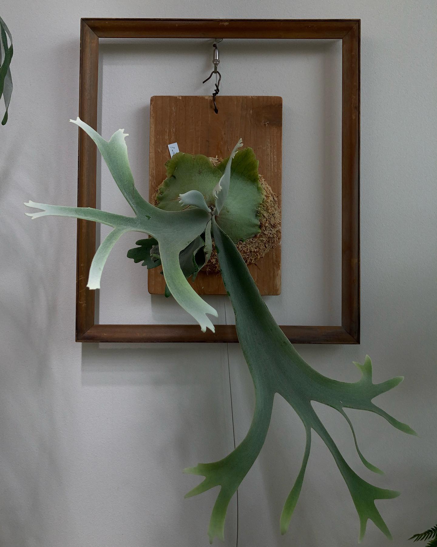 willinckii “smurf” from @katsu_hibino ハーベストで見かけました