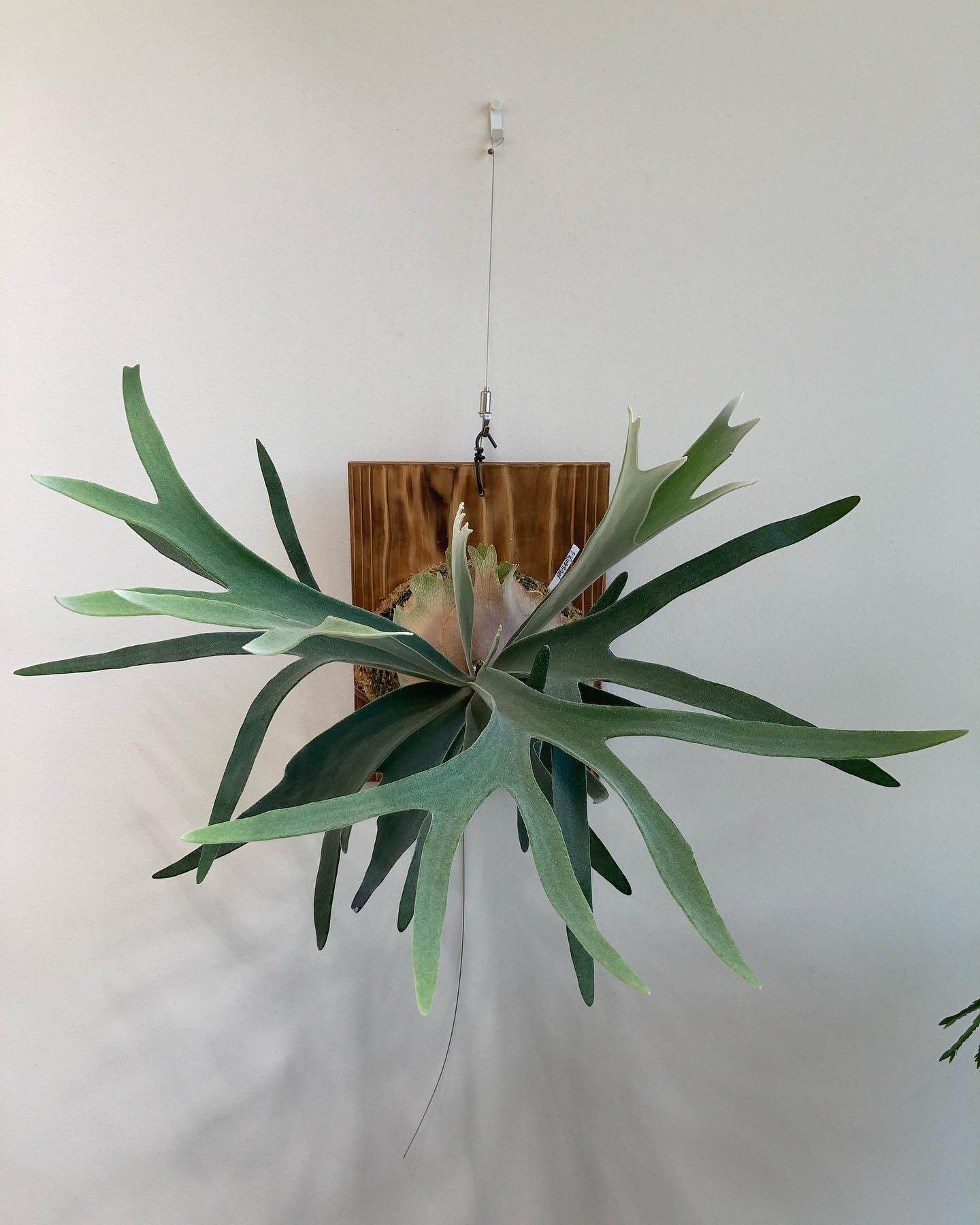 キングフィッシャーです。 アイデンティティを模索している最中のようです。 ベイチーは難しい from