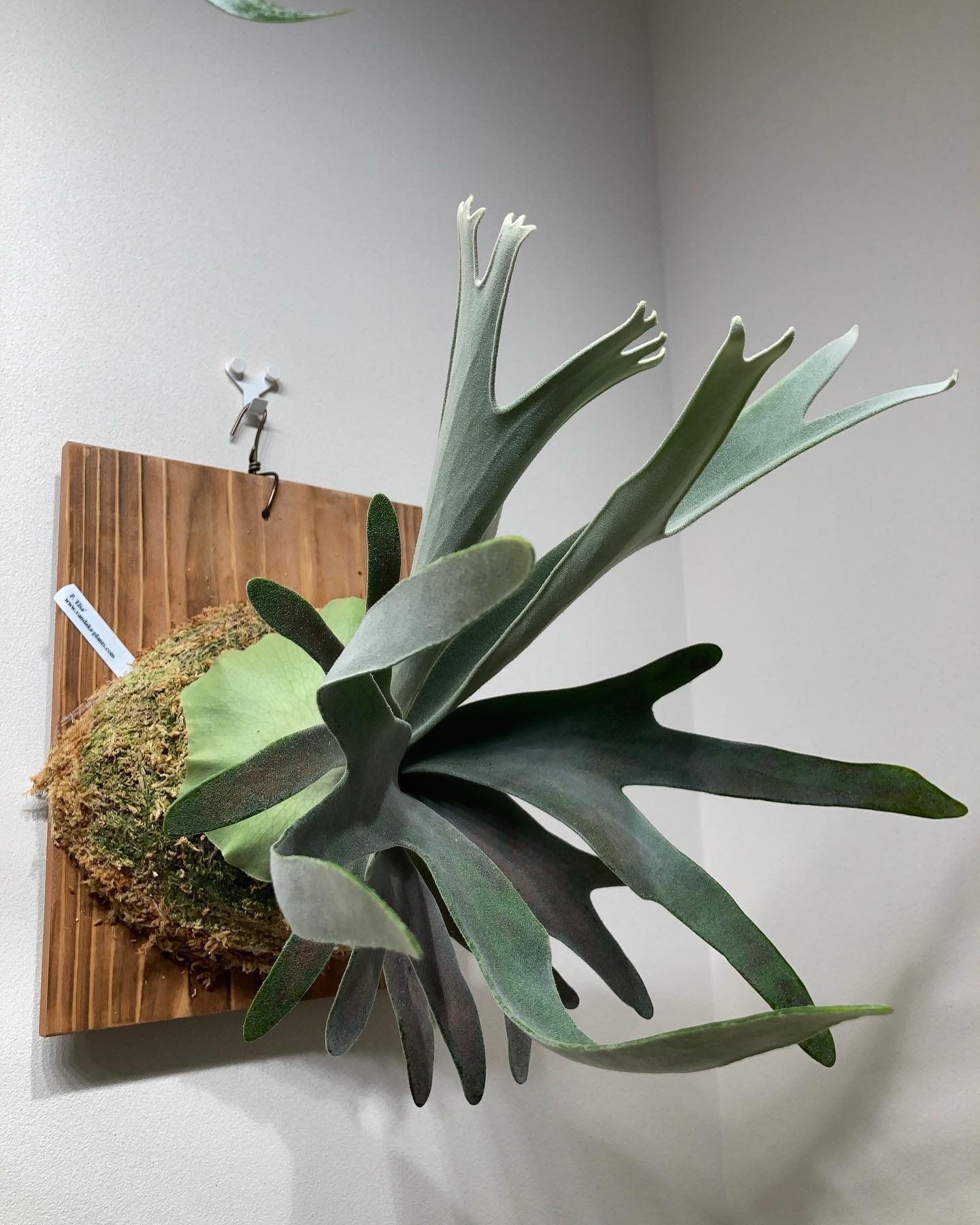 苔増し記念。 水苔の色が変わるころ、丁度根っこが板に到達するのです。 from @vandakapl