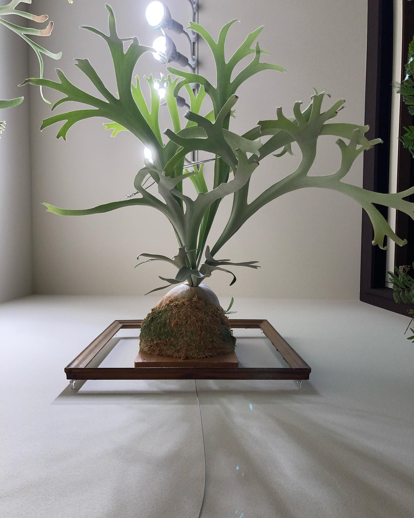 月光爪哇です。 なかなか見応えのある胞子葉を出すようになりました。 次の貯水葉ターンまでに水苔の形を