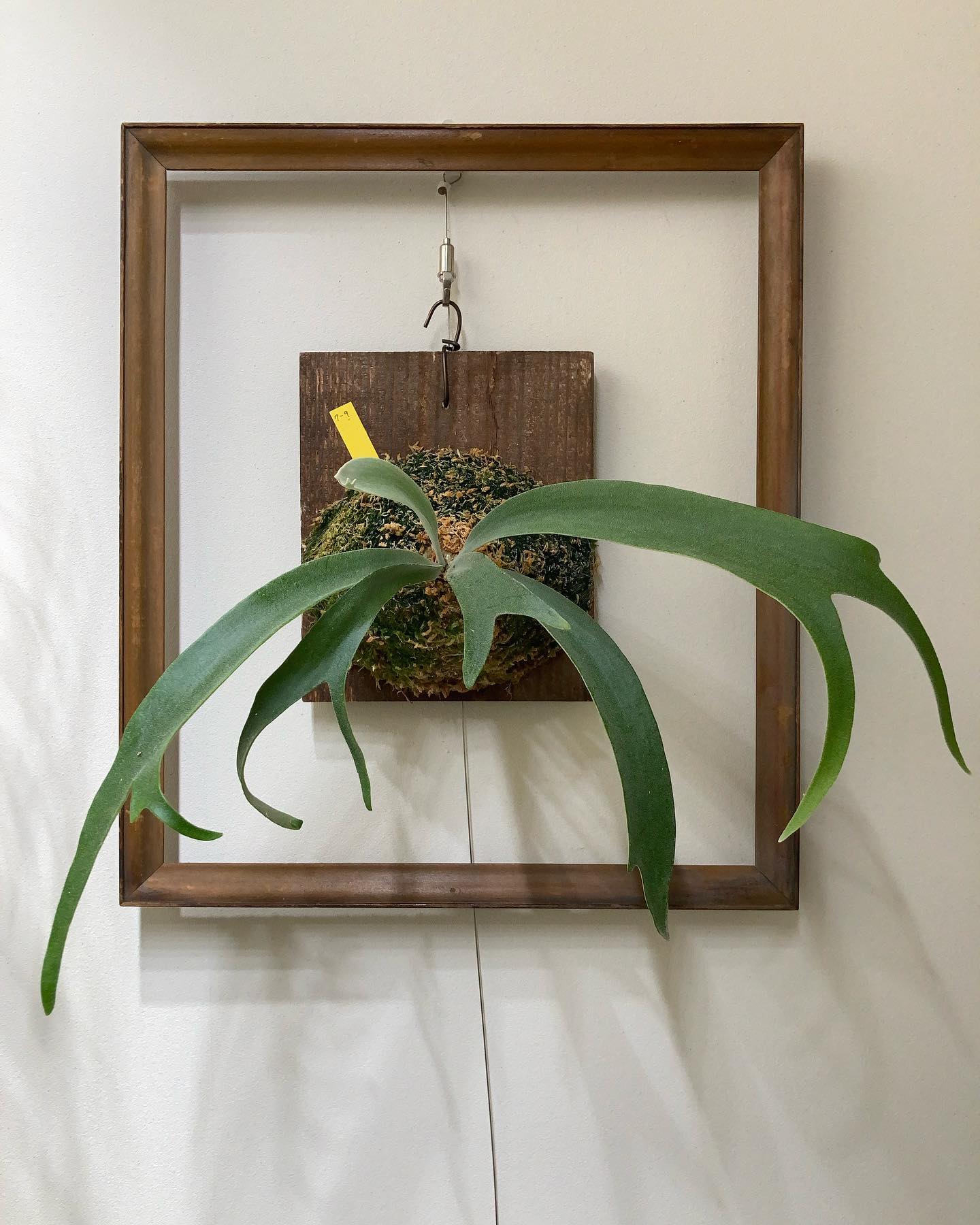 willinckii “7-9” from @katsu_hibino moonlight とはまた