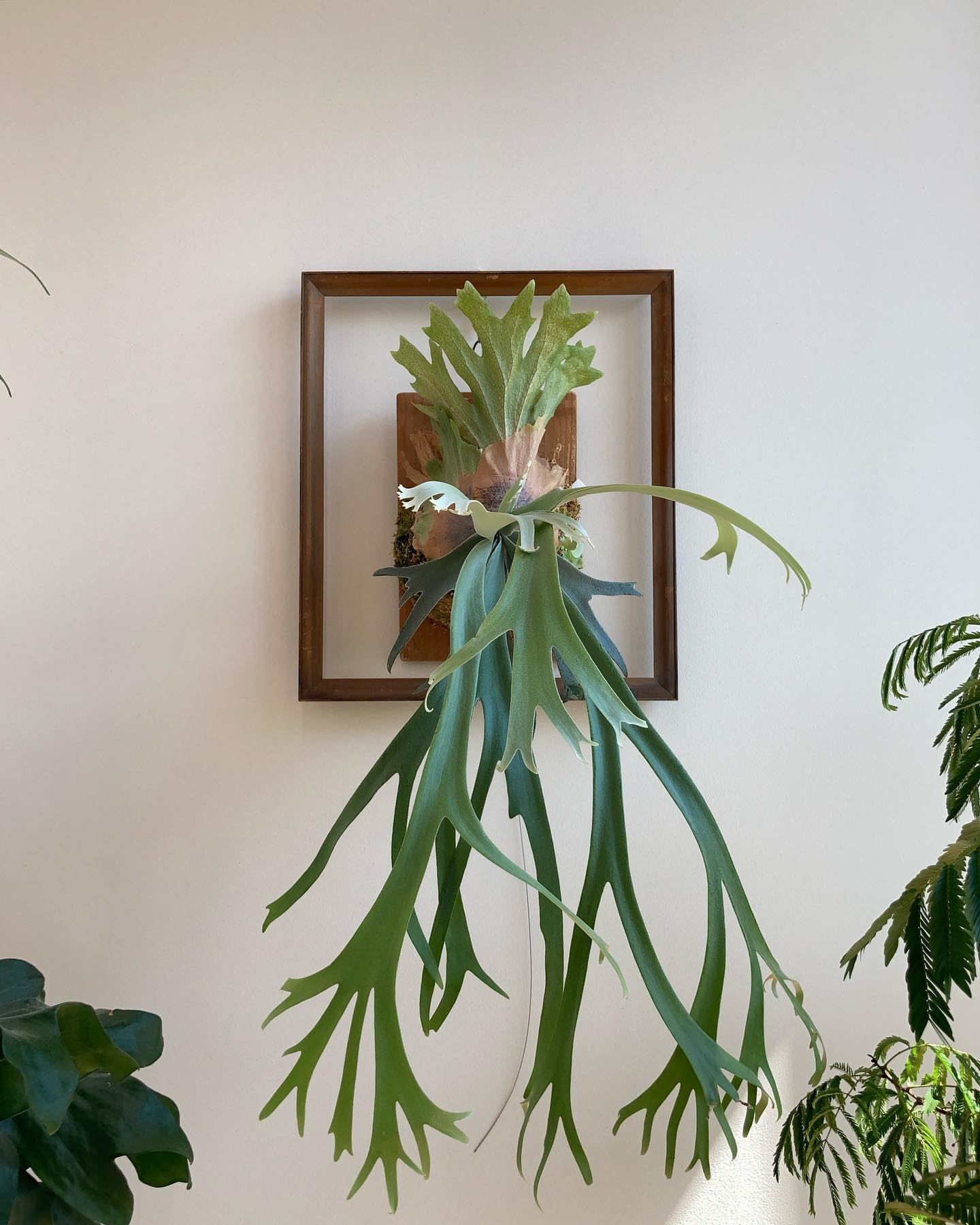 月光爪哇 失敗です。徒長しまくりです。うちの環境は合わないのかも。。 月光爪哇を短く多分岐で育成して