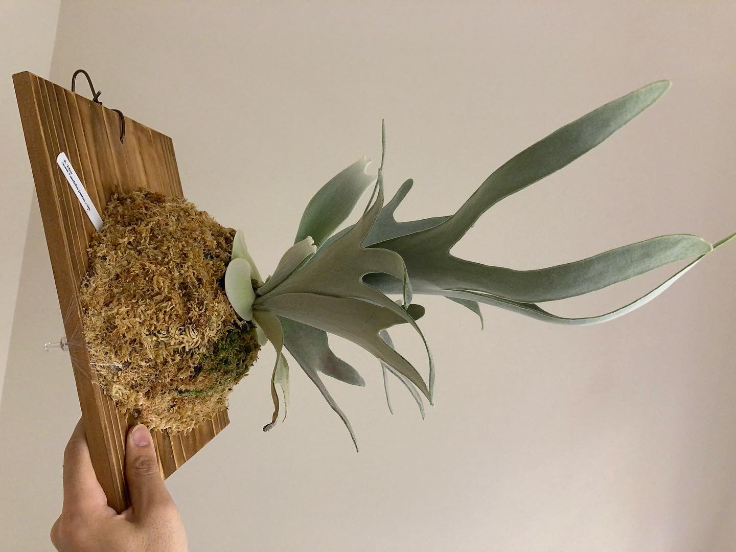 エルサの根っこがパンパンだったので板替え&コケ増し記念。 ちょっと分岐が増えそう。