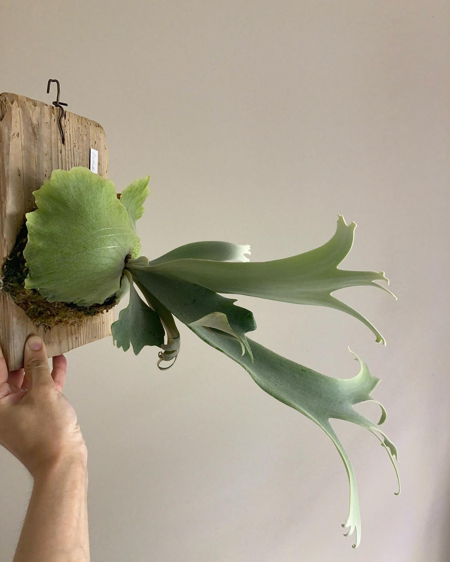 Willinckii “smurf” なんとも言えぬ胞子葉です。 真横にグワーっと広がるのが好きみた