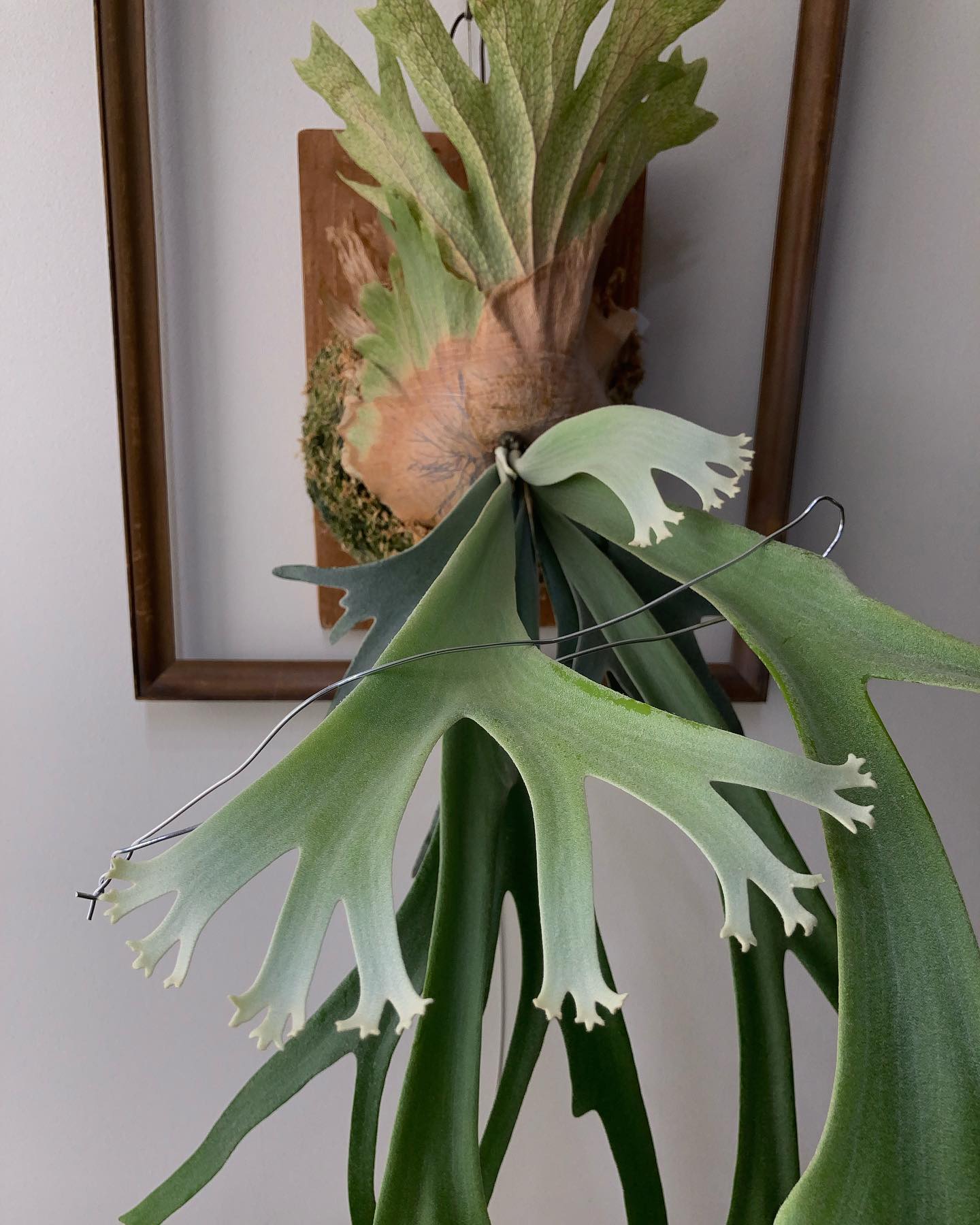 たくさん分岐します。