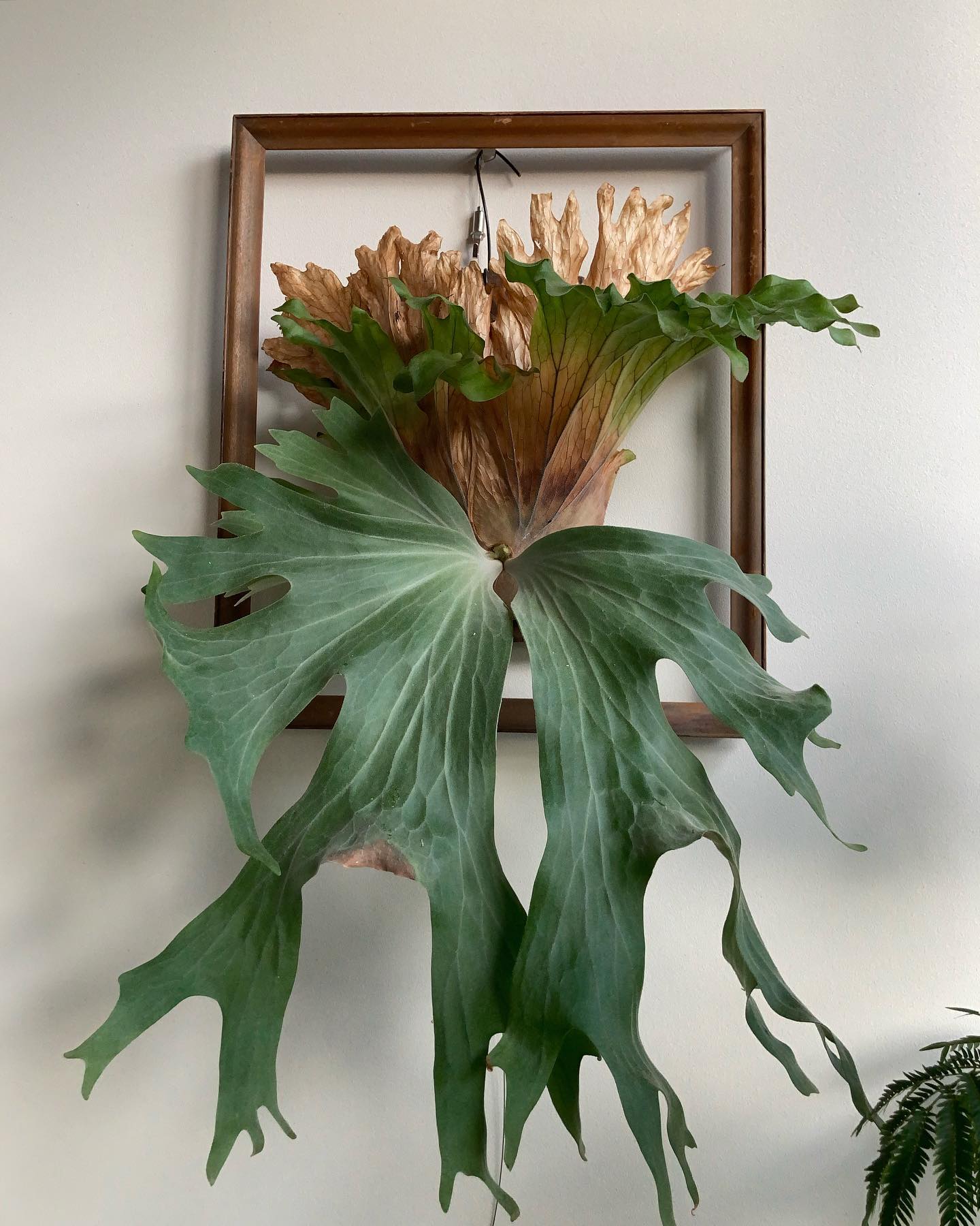 ワリチーさん(6,000円) 胞子葉が４枚葉になりそう ワリチーさんは、ビカクの価値は必ずしも金額と