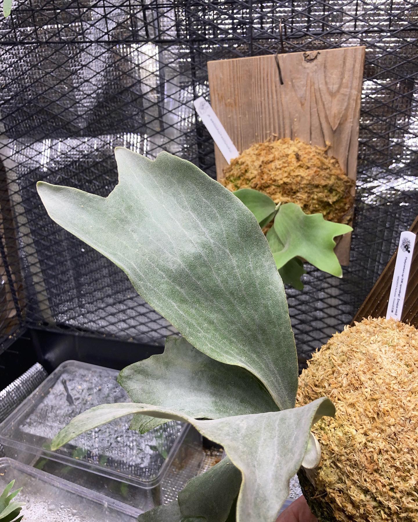 マジュスミックス 白いというより、メタリックな質感。 一番好きなやつ。