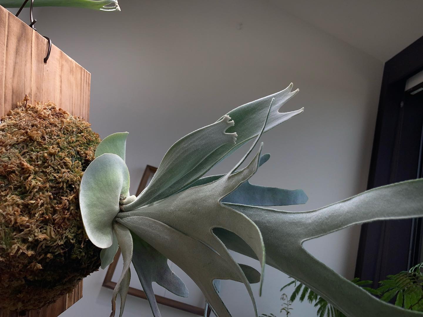 成長点モリモリです。