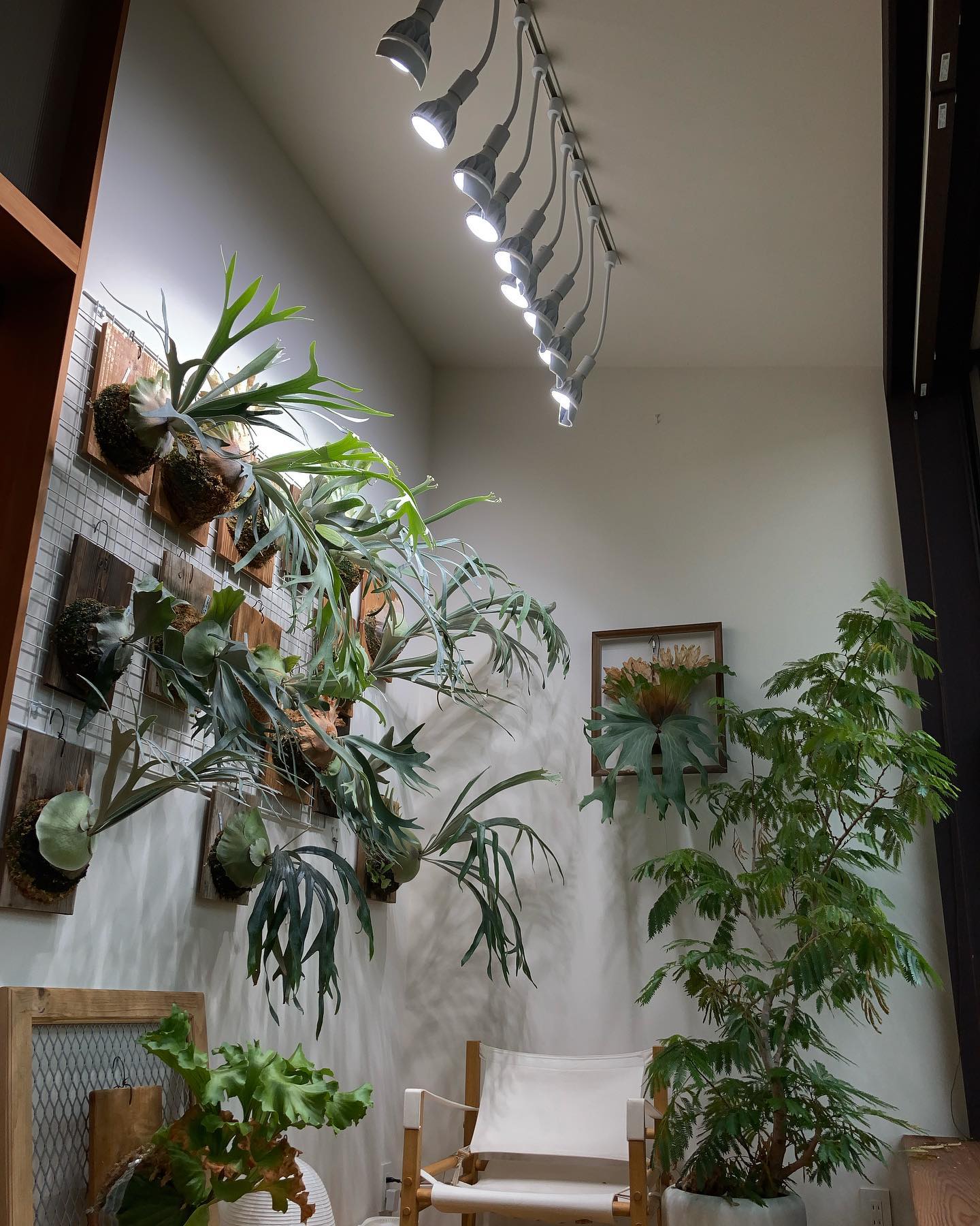 2022年9月のビカクウォール使用開始時