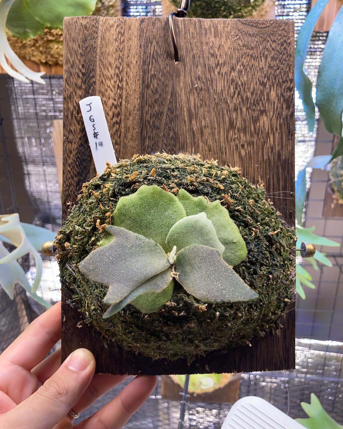 調子良さげなJGs達 他のNo.は死んでないけど、グズついたり脇芽にとって代わられてたり、、 なかな