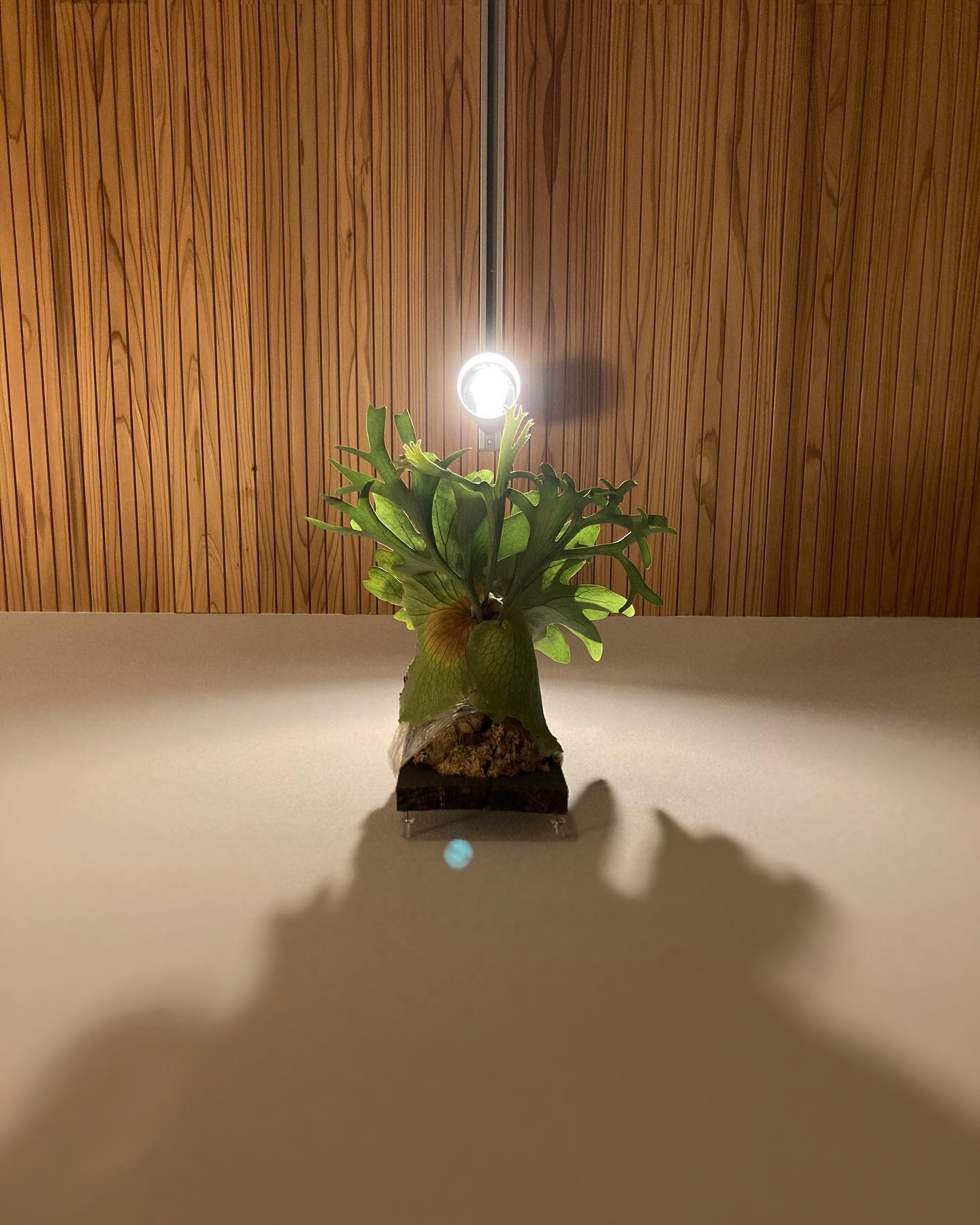 コロナちゃん。。 君は最高だ。。 from @katsu_hibino