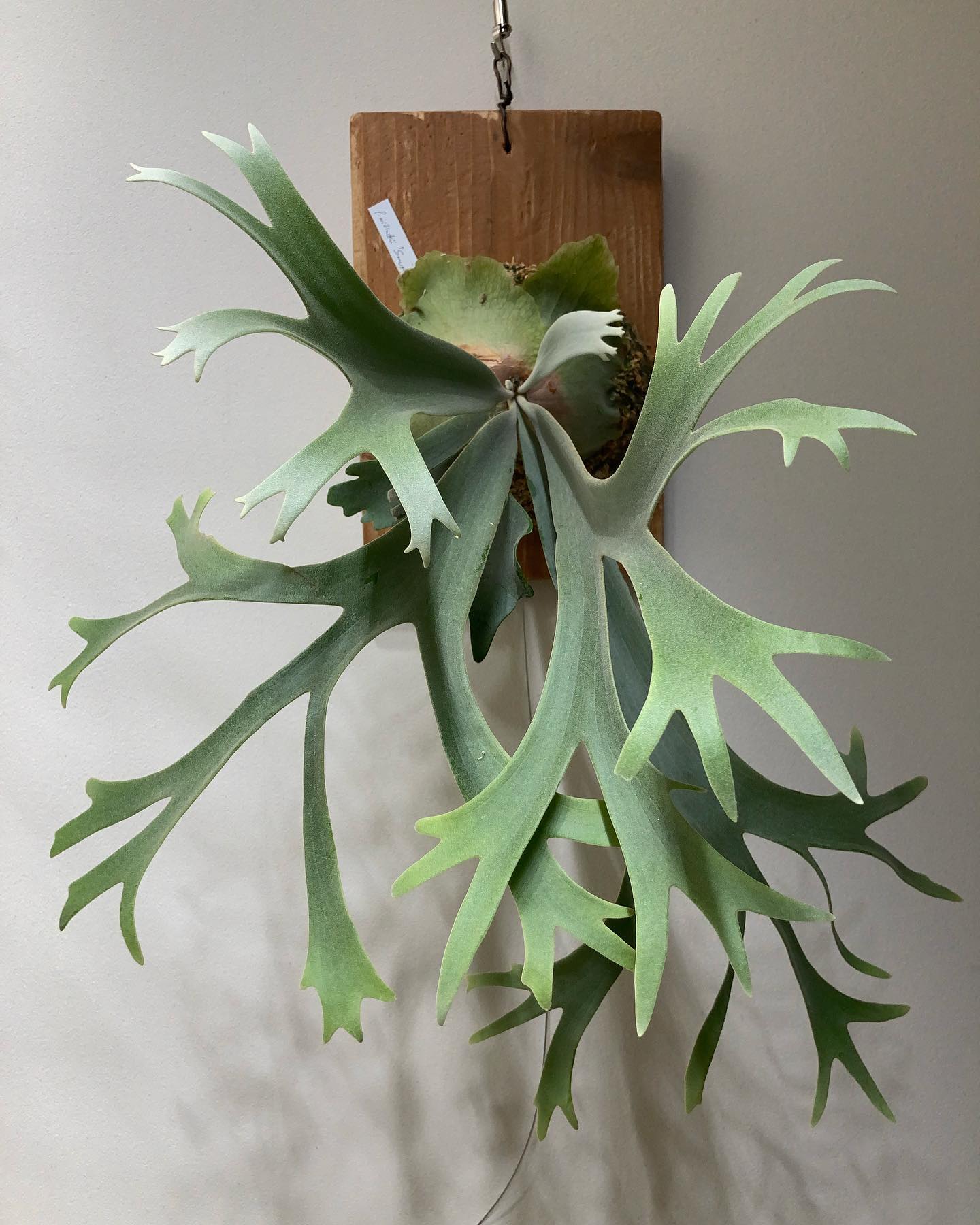 P. willinckii ’smurf’ 結構かっこいいなと思います。 この路線で引き継ぎよろしく