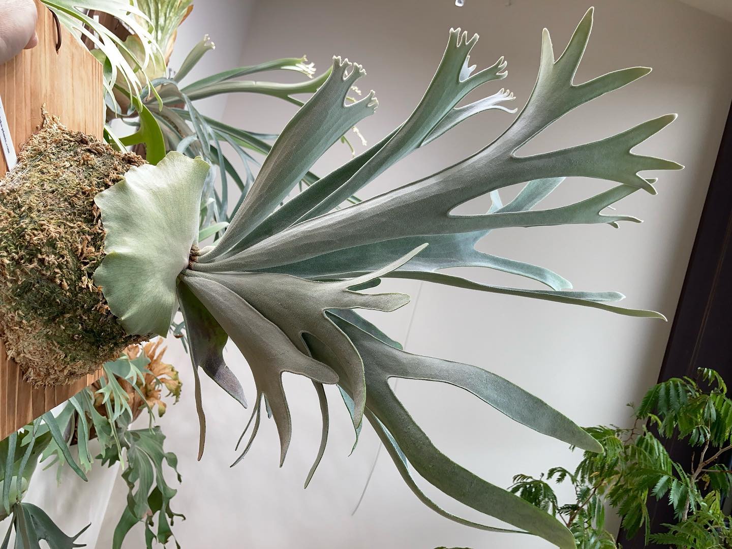 エルサの特徴は"とにかく綺麗"かな？ from @vandakaplants_official