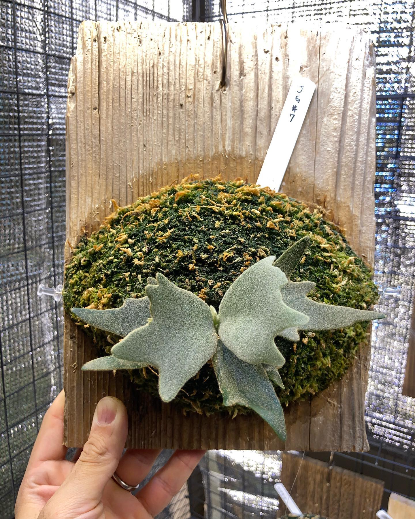 勢い付いてきました。