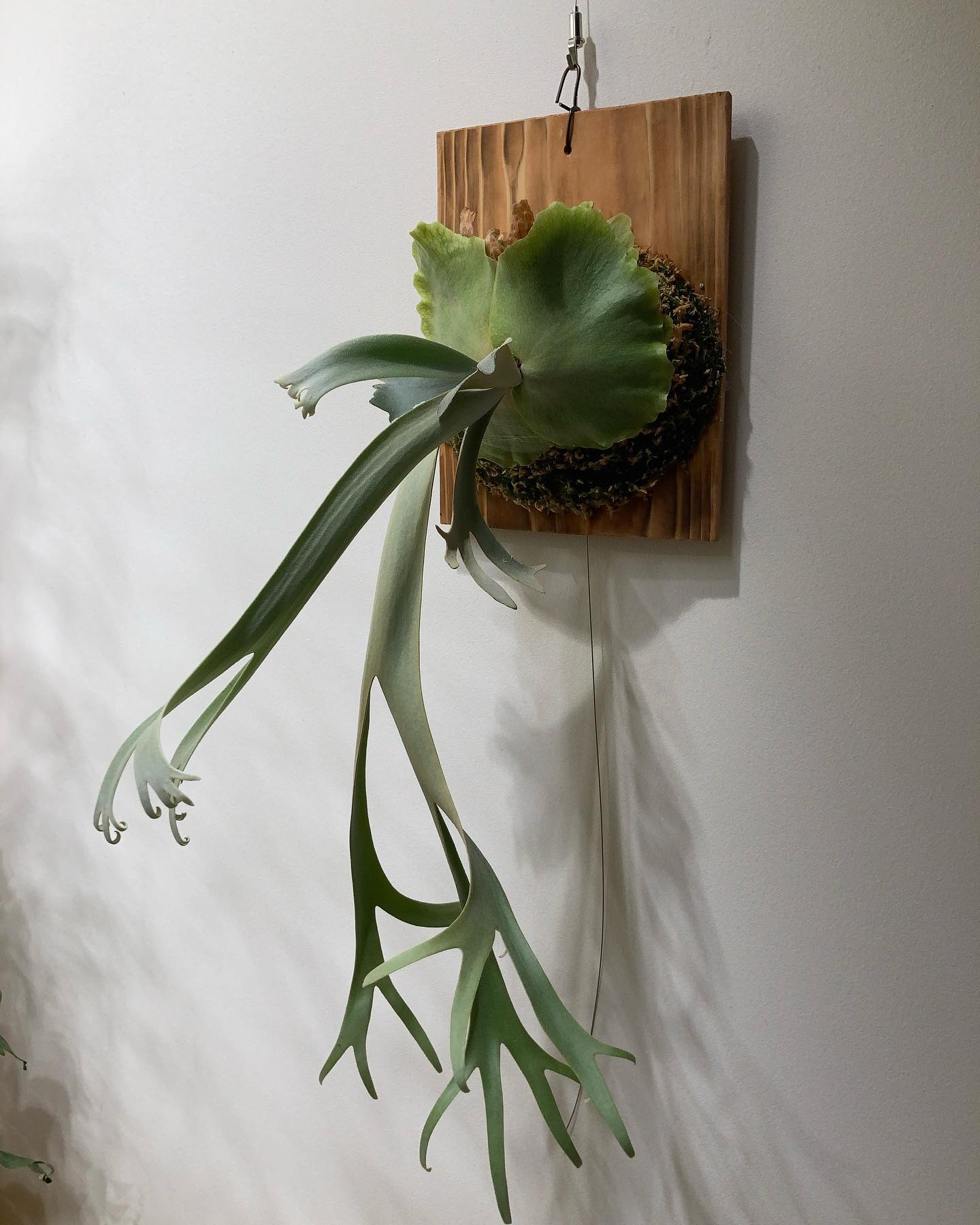 あまり登場しないP.willinckii yellow moon なんだか色っぽい これからどんどん