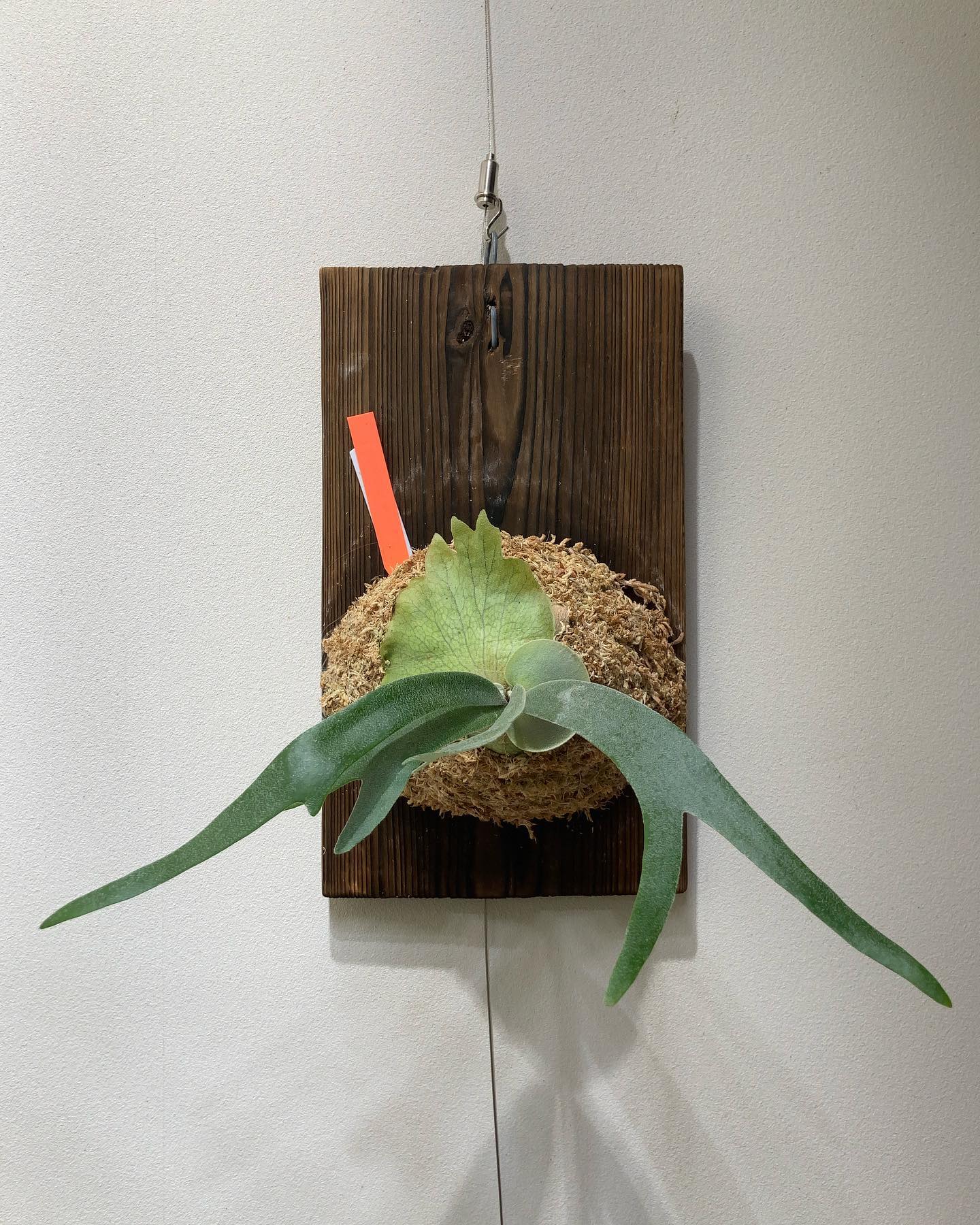 Moonlight VPの子株