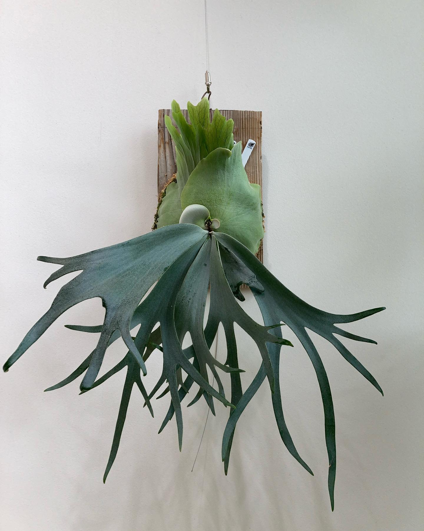 スーダン苔増し記念 貯水葉ターンの真っ只中。 今度の胞子葉ターンで一気に爆発しそう。