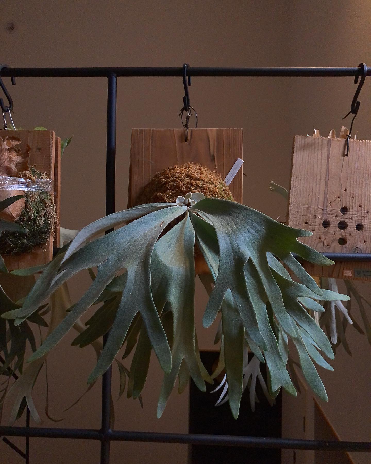 おセルソ様 まさかベイチーだったなんて 我が家のセルソはウィリンキー顔