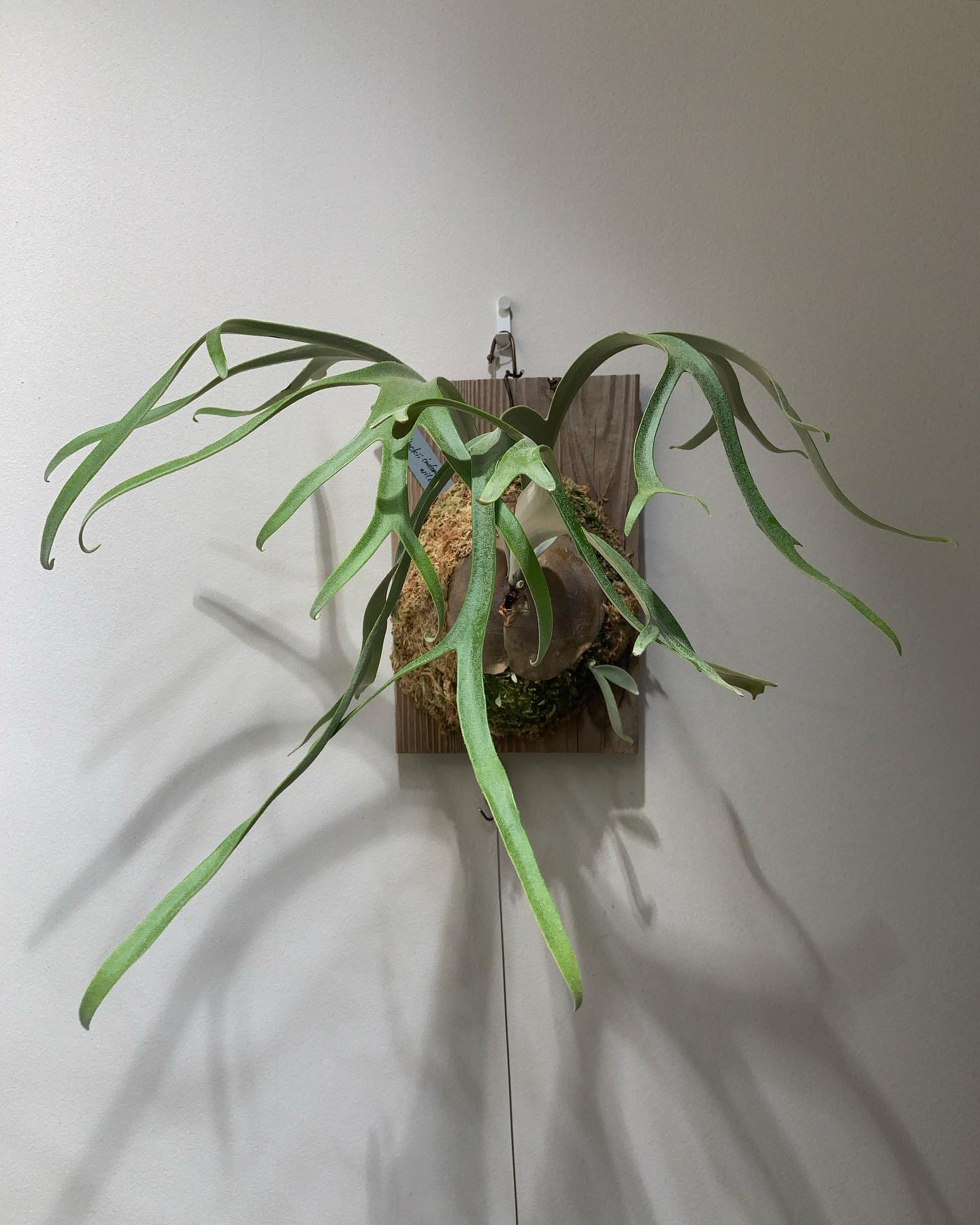 面白い葉性のウィリンキー。 胞子ついたらどうなるんでしょう。 from @chan317