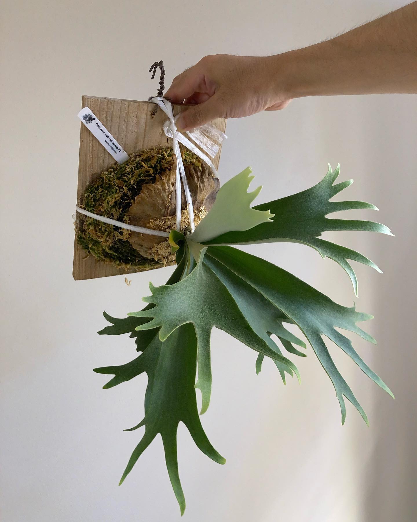 Group-K ギザギザ幅広系でしょうか？ こういうウィリンキーも良いですね