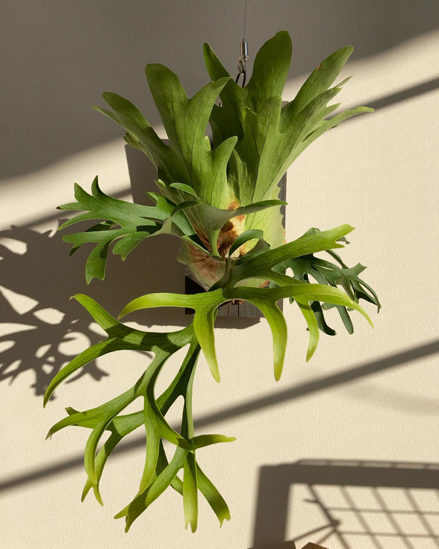 よいコロナ これしか持ってないけど