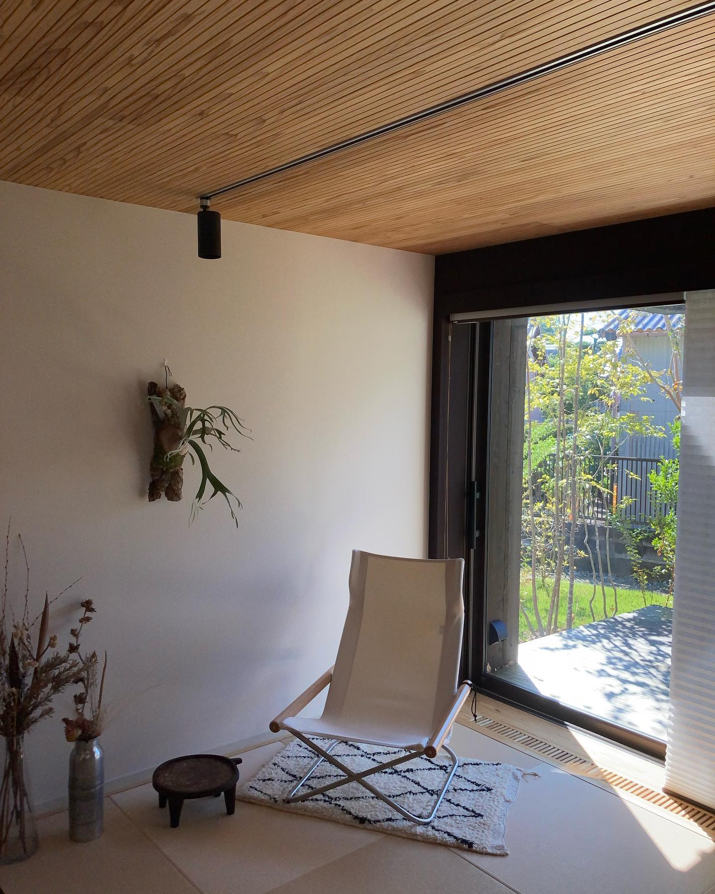 ビカクコルクは映えますね