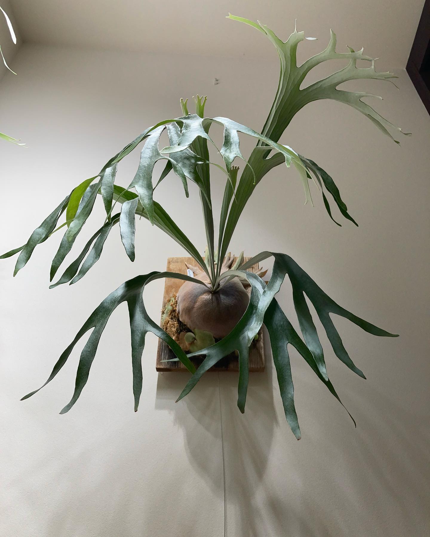 雷電 やっぱりカッコいい。 ただ、貯水葉が残念な形なので早く治したい。 from @botanyva