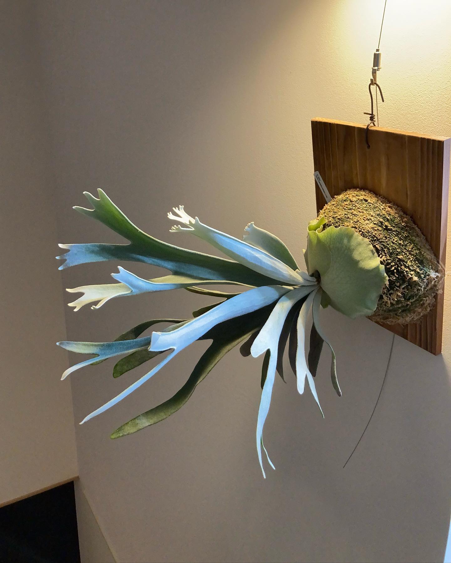 エルサも勢い付いてます。 from @vandakaplants_official