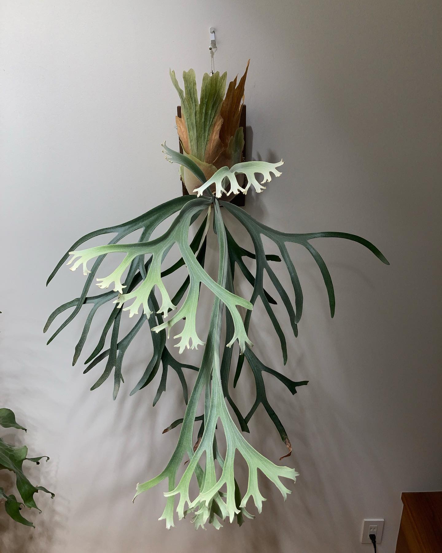 P.willinckii 'moonlight' こちらはPNって言うんでしたっけ？ どちらも好きで